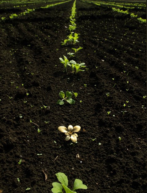 uyeda jeweller / Yoshihiro Suda - Weeds