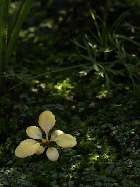 uyeda jeweller / Yoshihiro Suda - Weeds