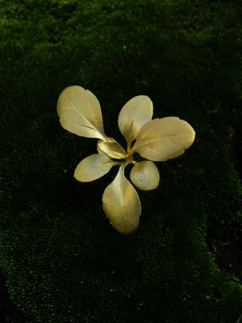 uyeda jeweller / Yoshihiro Suda - Weeds